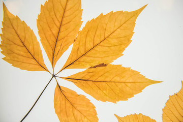 Botany. Leaf texture. Macro leaves background texture.