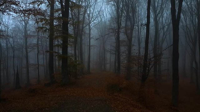 Dark moody foggy forest during rainy day. Red leaves on the ground. Creepy morning mist