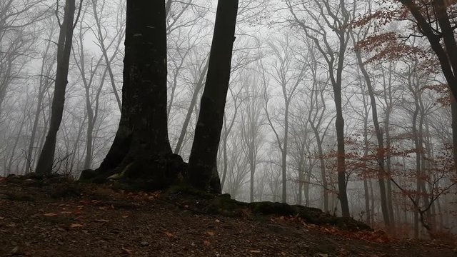 Dark trees in silhouette in moody foggy forest. Red leaves falling down. Camera moves sideway