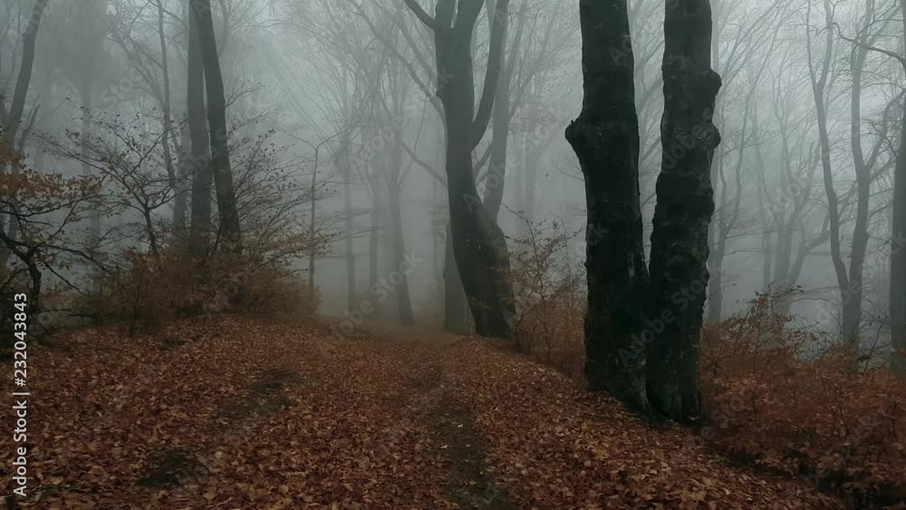 Poster moving forward on foggy forest trail. dark trees in moody autumn morning