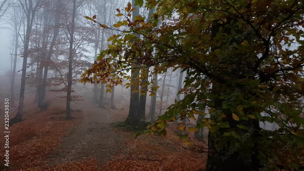 Poster Moving forward close to tree in foggy forest during autumn moody day. Red leaves on the ground