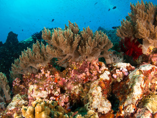 coral under the sea