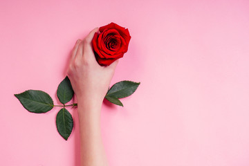Fashion hand natural cosmetics women, Red Rose beautiful chamomile flowers leaves and thorns hand hand care. Valentine's Day arm girl studio shot pink background.bud of virginity innocence