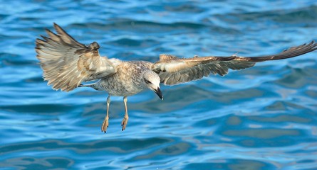 Flying  Juvenile Kelp gull (Larus dominicanus), also known as the Dominican gull and Black Backed Kelp Gull. Blue water of the ocean Background. False Bay, South Africa