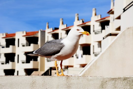 Seagull standing on an apartment balcony, Albufeira, Portugal.