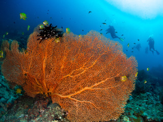 coral under the sea