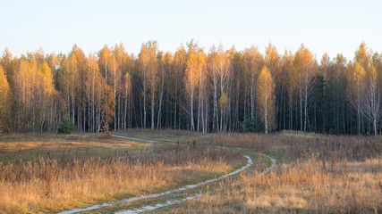 Road leading to a birch forest during sunset in the fall