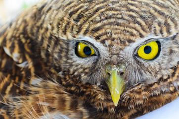 eyes of the owl