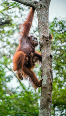 Mother orangutan and cub on the tree in a natural habitat. Bornean orangutan (Pongo  pygmaeus wurmbii) in the wild nature. Rainforest of Island Borneo. Indonesia.