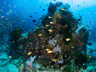 Fototapeta na wymiar coral under the sea