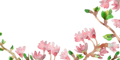 Beautiful watercolor cherry blossom or Sakura in spring. isolated branches and pink flowers on white background.