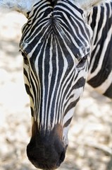 Zebra portrait