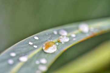 Droops on a leaf