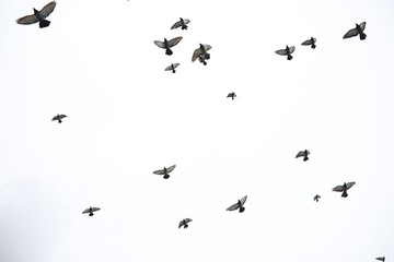 A flock of pigeons flies across the sky. Birds fly against the sky. A large group of birds of pigeons flies across the sky on a white background.