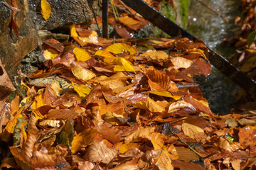 Dry golden fallen leaves in rain drops close up