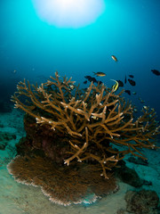 Naklejka na ściany i meble coral under the sea