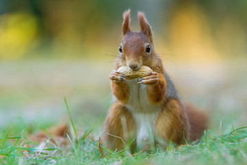 Sciurus vulgaris, Red Squirrel with peanut