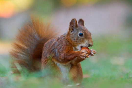 Sciurus vulgaris - Eichhörnchen mit einer Haselnuß