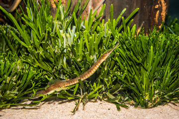 Fototapeta premium Long-snout Pipefish (Stigmatopora macropterygia) among green algae