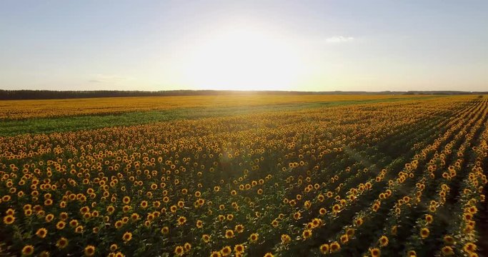 Huge Bloom Sunflower Field with a Beautiful Summer Sunset - Aerial Drone View