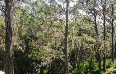 Pinus occidentalis, or Hispaniolan pine, is a pine endemic to the island of Hispaniola,