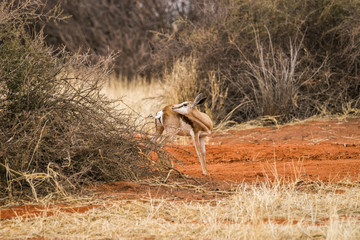 A young springbok antelope standing in african bush. Kalahari desert, Namibia.