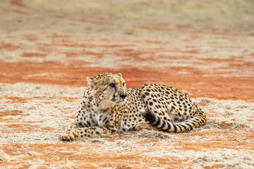 Closeup of sitting cheetah