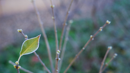 Green leaf with forest at bush with buds, in winter morning