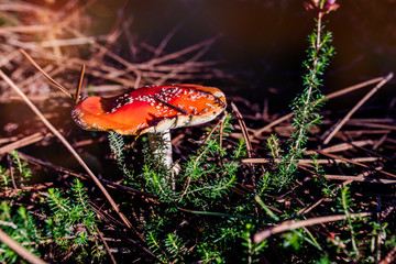 champignon vénéneux