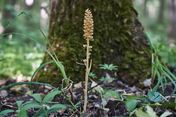 Ancient plant Neottia nidus-avis  grows in shady forests.