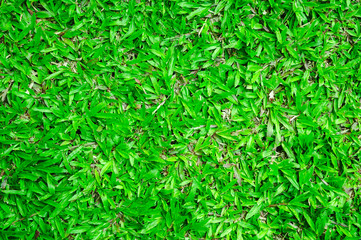 Green lawn for background, Green grass texture background.