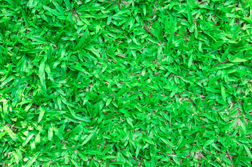 Green lawn for background, Green grass texture background.