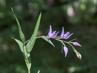 Obraz premium Perennial rare plant Cephalanthera longifolia.