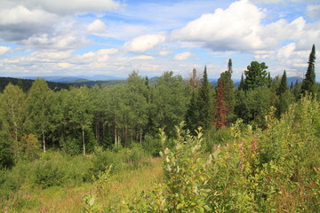 landscape with trees and blue sky
