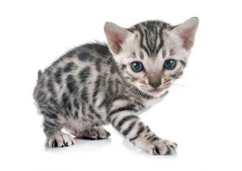 bengal kitten in studio