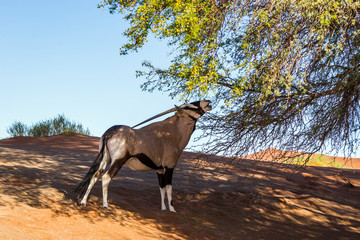 Gemsbok, or South African oryx (Oryx gazella) feeding in Sossusvlei dunes, Namibia.