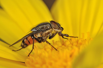 Stomorhina lunata 