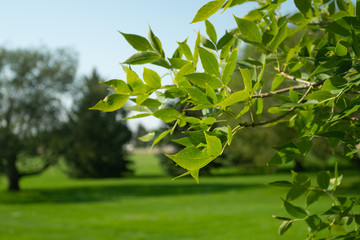 Trees in a park during bright summer day