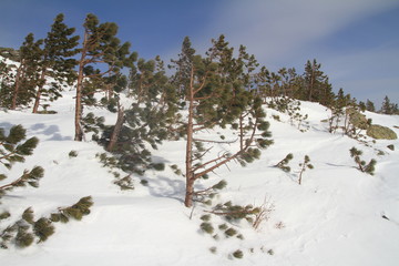 Obraz premium pine trees in the snow