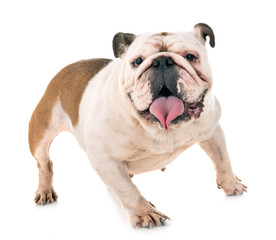 Obraz premium english bulldog in studio
