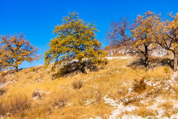 Fototapeta premium Oak trees on a hillside in the early winter
