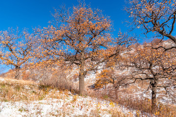 Oak trees on a hillside in the early winter