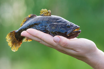 Fish on hand. A fish with a big mouth, big eyes and big fins lies on the hand. Chinese sleeper. Perccottus glenii. Amur sleeper.
