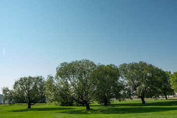Fototapeta na wymiar Trees in a park during bright summer day