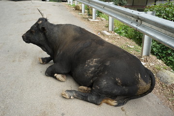 black cattle