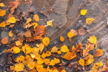 Winter background - leaves frozen in ice close up, macro