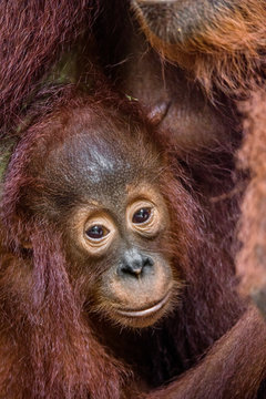 Orangutan cub at mother on a breast. Mother orangutan and cub in a natural habitat. Bornean orangutan (Pongo  pygmaeus wurmbii) in the wild nature. Rainforest of Island Borneo. Indonesia.
