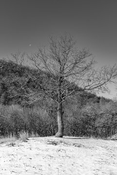 Fototapeta Lonely tree on a snowy hill on the background of the mountain slope, black and white