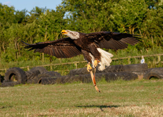 Birds of Prey Centre
