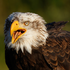 Birds of Prey Centre